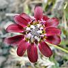 Leonita Purpura (Purple Leucheria) - native